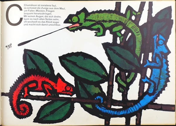 Zeichnung von Celestino Piatti für das Bilderbuch "ABC der Tiere", hier die Illustration zum Buchstaben "C" mit einer gruppe von Chamäleons in einem Ast, eines rot, eines grün, eines blau. 